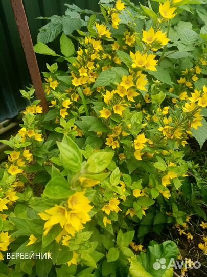 Неприхотливые многолетники