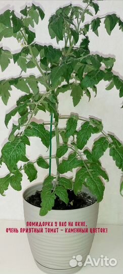 Каменный цветок лучший томат для дома