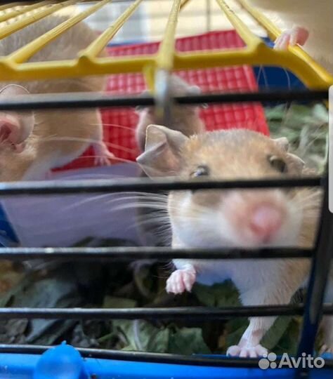 Акомис иглистая мышь