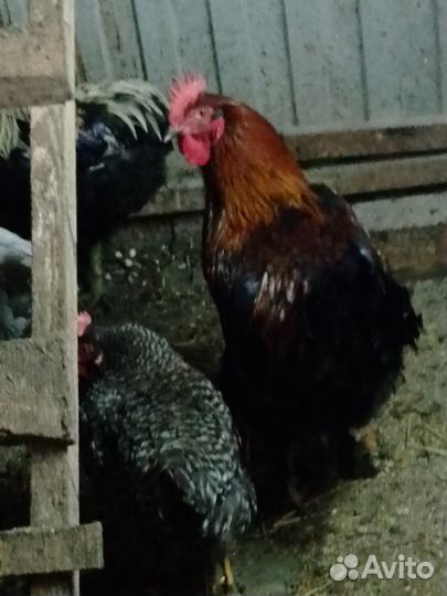 Инкубационное яйцо домашних кур