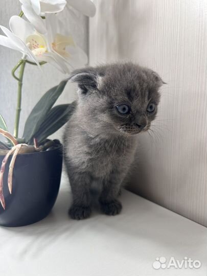 Британская кошечка