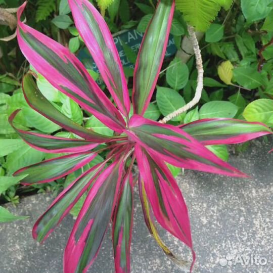 Кордилина карликовая (Cordyline)