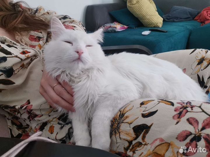 Кот, похожий на турецкую ангору