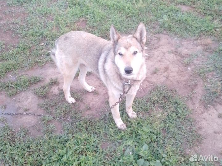 Западно сибирская лайка вязка