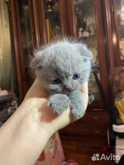 Шотландский катенок