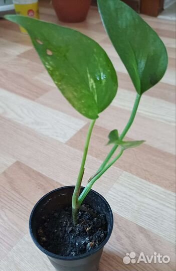 Растения плетистые. Тенивыносливые