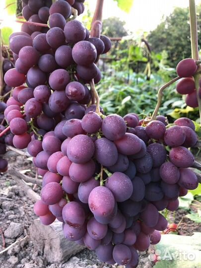 Саженцы винограда