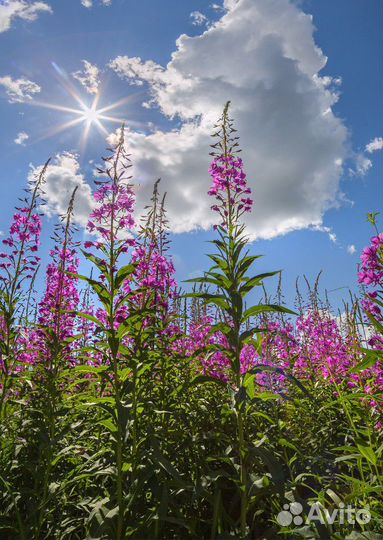 Горный Мёд, Иван Чай (Кипрей)ферментированный, Мох