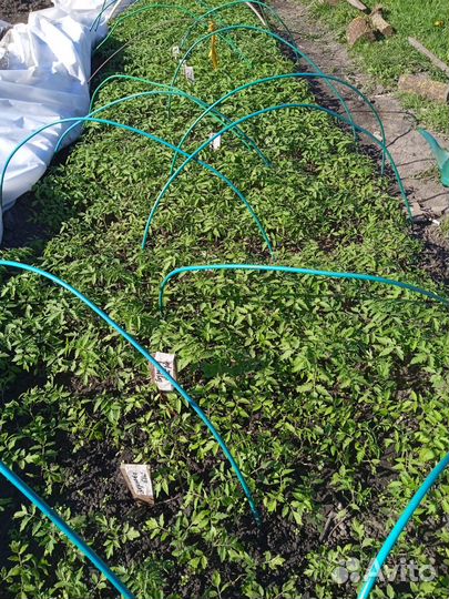 Рассада, помидор, капуста, перец, баклажан