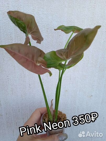 Сингониум Rainbow, Green Arrow mutation