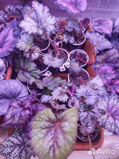 Бегония декоративно лиственная