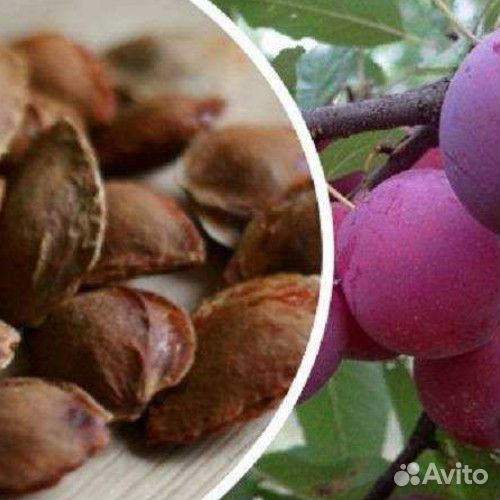 Семена сливы красной