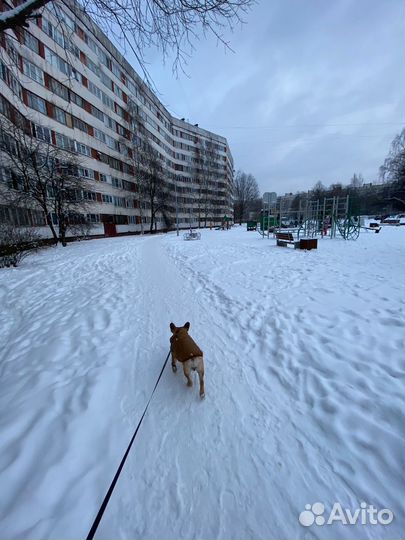 Выгул собак/выгульщик/зооняня