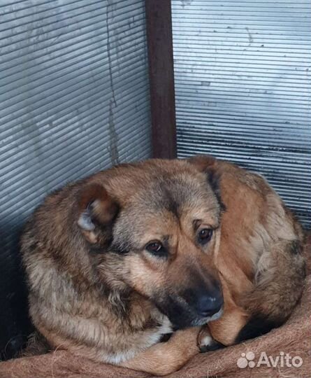 Собака ищет дом