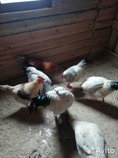 Молодые петухи