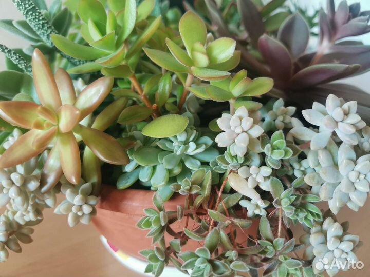 Суккуленты