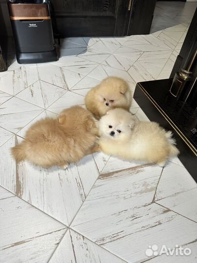 Большой выбор щенков шпица