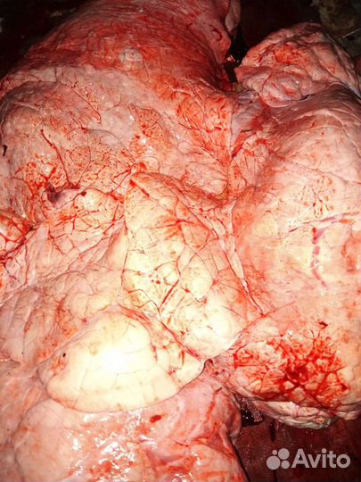 Корм для собак