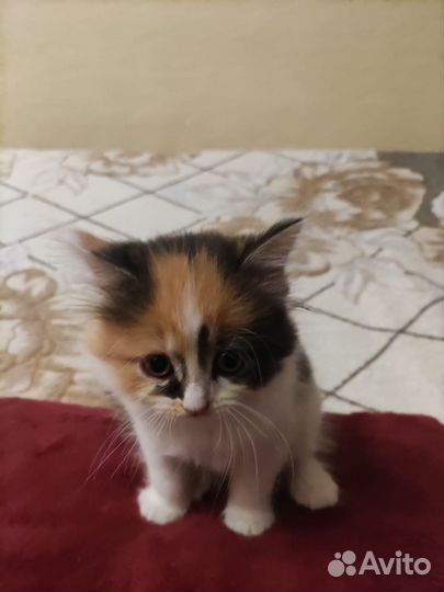 Котята на выбор) в добрые руки