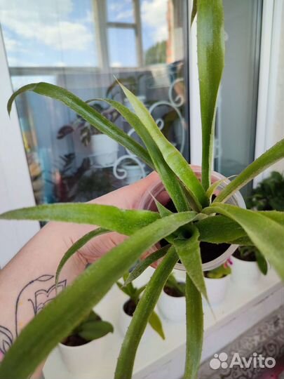 Бильбергия поникающая