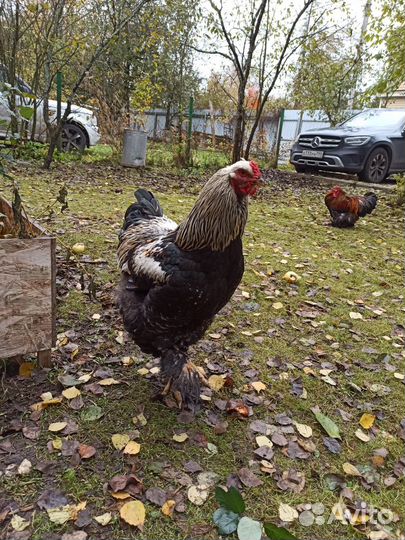 Петух Брама