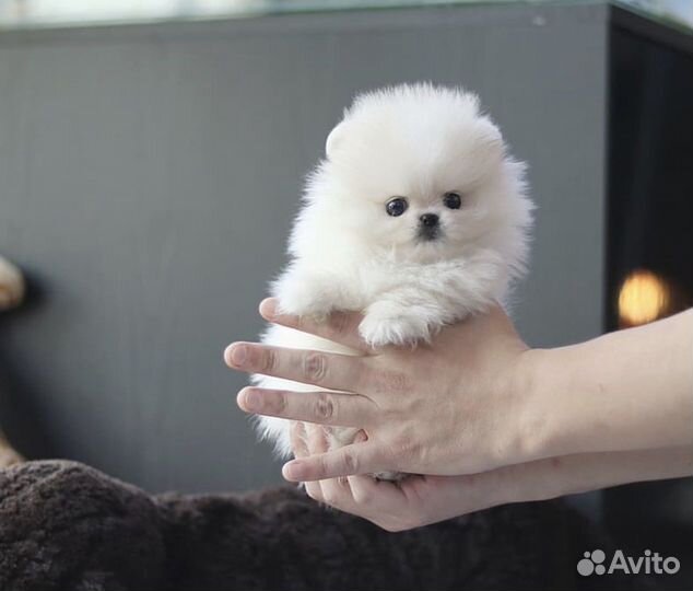 Супер мишки на дом шпицы померашки видео