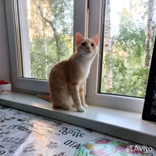 Персиковая кошка в добрые руки