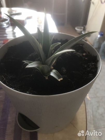 Ананас декоративный