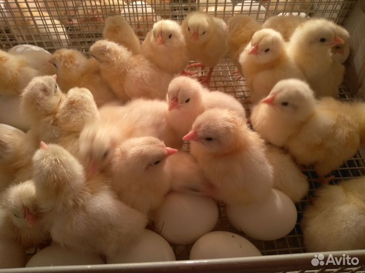 Инкубационное яйцо цыплята