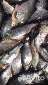 Рыба свежемороженая (Чехонь, Синец, Густера, Лещ)