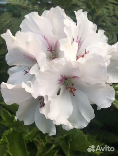 Королевская пеларгония черенки на срез