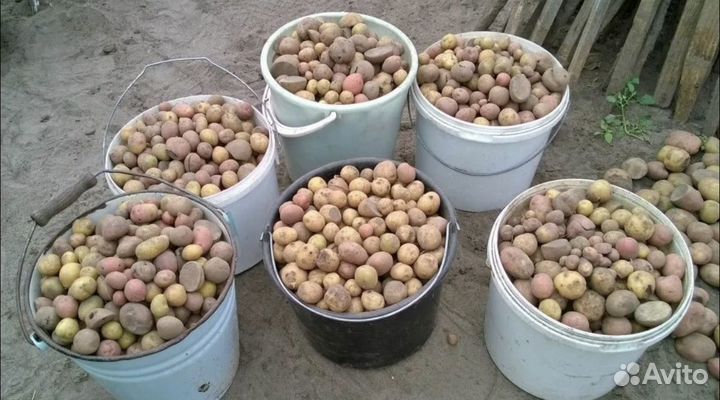 Мелкая картошка