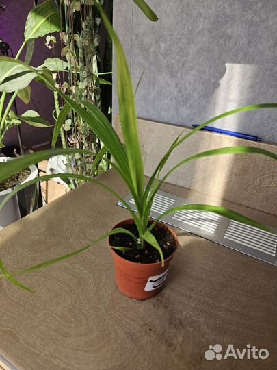 Замиокулькас, фикус, панданус, каланхое