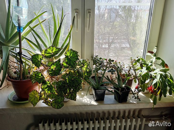 Алоэ пасхальник декабрист денежное дерево