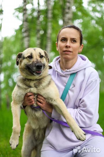 Собаки из приюта Валя