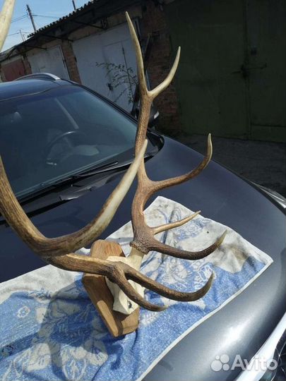 Рога оленя