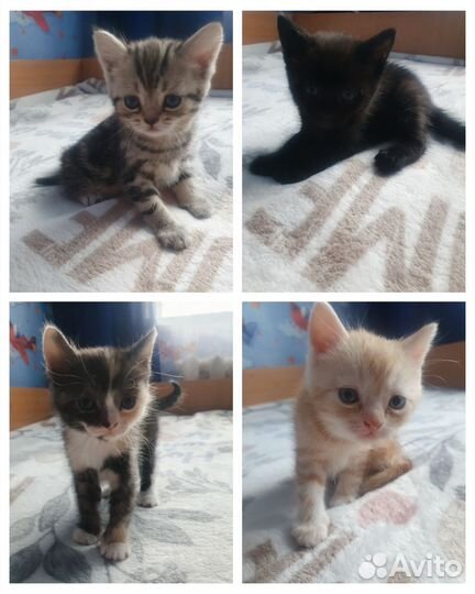 Отдам в добрые руки