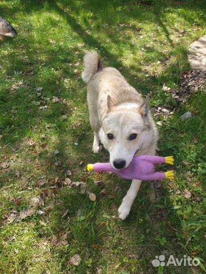 Собака в добрые руки отдам бесплатно