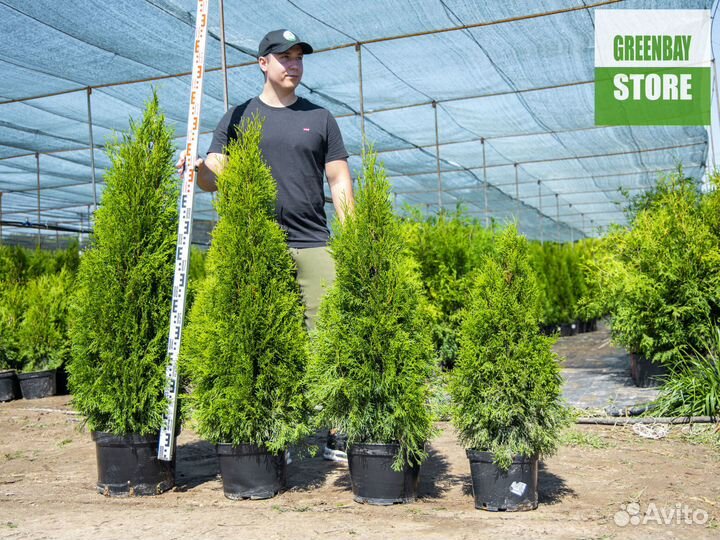 Туя смарагд 120 см свежая копка 2023