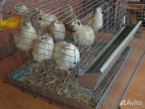 Клетки для кур, перепелов и др
