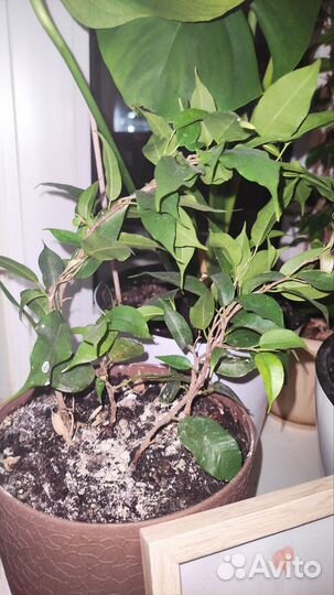 Фикус бенджамина