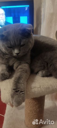 Кошки вислоухие