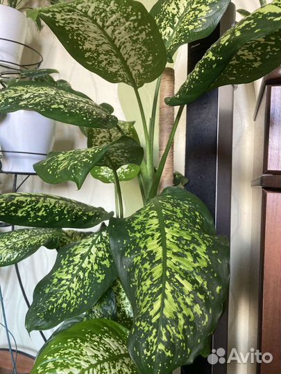 Диффенбахия