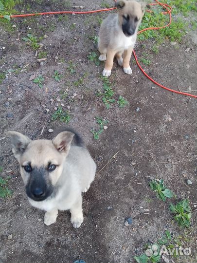 Щенки