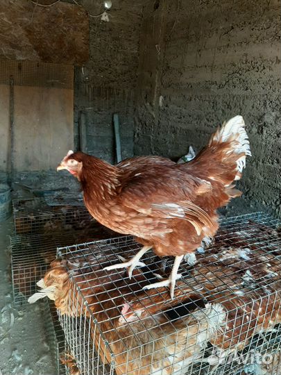 Курочки несушки молодки