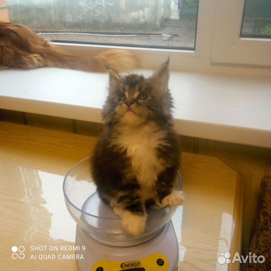 Кошки мейн-кун