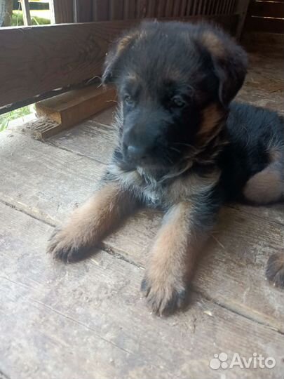 Щенок немецкой овчарки