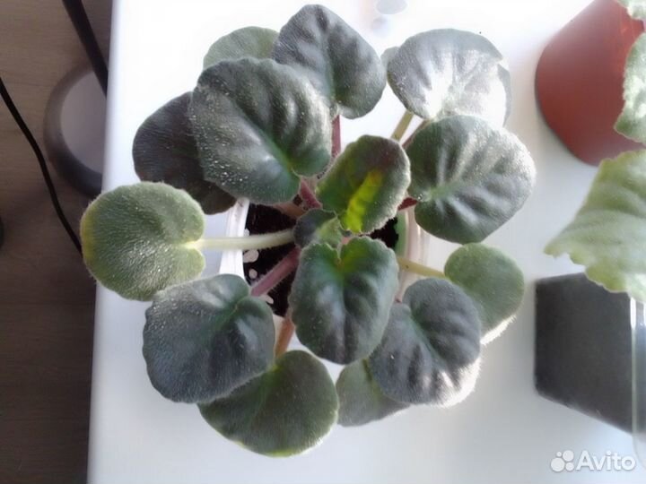 Фиалки крупноцветковые махровые сорта