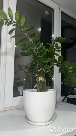 Замиокулькас