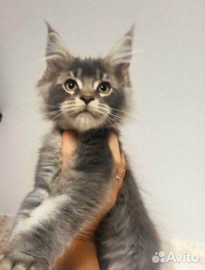 Мейн-кун кот